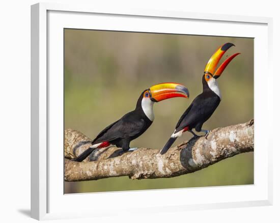 Brazil, Pantanal, Mato Grosso Do Sul. a Pair of Spectacular Toco Toucans Feeding.-Nigel Pavitt-Framed Photographic Print