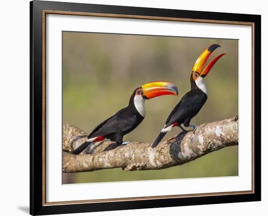 Brazil, Pantanal, Mato Grosso Do Sul. a Pair of Spectacular Toco Toucans Feeding.-Nigel Pavitt-Framed Photographic Print