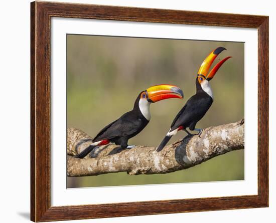 Brazil, Pantanal, Mato Grosso Do Sul. a Pair of Spectacular Toco Toucans Feeding.-Nigel Pavitt-Framed Photographic Print