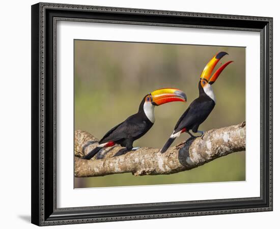 Brazil, Pantanal, Mato Grosso Do Sul. a Pair of Spectacular Toco Toucans Feeding.-Nigel Pavitt-Framed Photographic Print