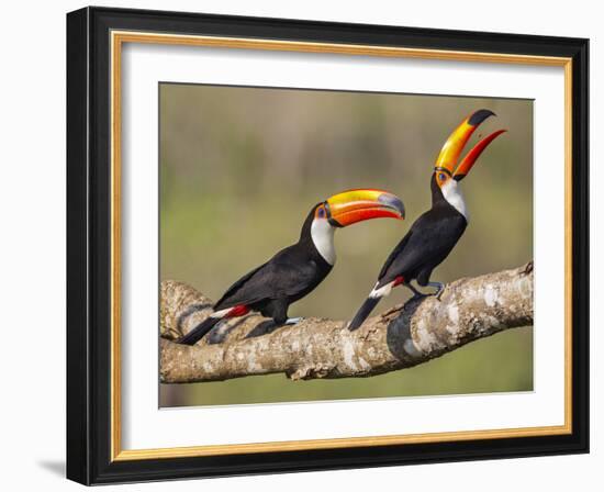 Brazil, Pantanal, Mato Grosso Do Sul. a Pair of Spectacular Toco Toucans Feeding.-Nigel Pavitt-Framed Photographic Print