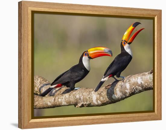 Brazil, Pantanal, Mato Grosso Do Sul. a Pair of Spectacular Toco Toucans Feeding.-Nigel Pavitt-Framed Premier Image Canvas