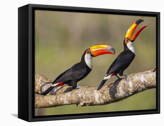 Brazil, Pantanal, Mato Grosso Do Sul. a Pair of Spectacular Toco Toucans Feeding.-Nigel Pavitt-Framed Premier Image Canvas