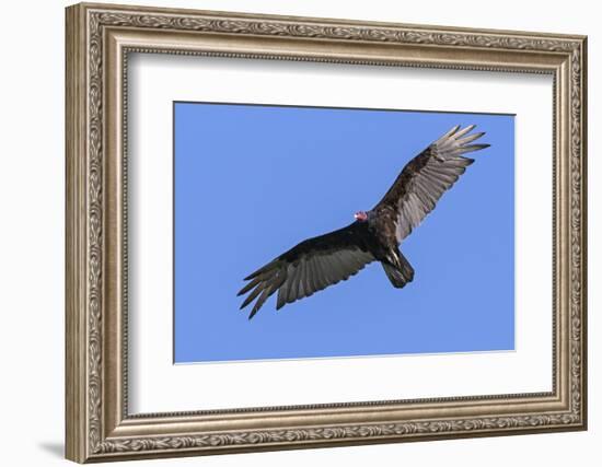 Brazil, Pantanal, Mato Grosso Do Sul. a Turkey Vulture in Flight.-Nigel Pavitt-Framed Photographic Print