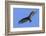 Brazil, Pantanal, Mato Grosso Do Sul. a Turkey Vulture in Flight.-Nigel Pavitt-Framed Photographic Print