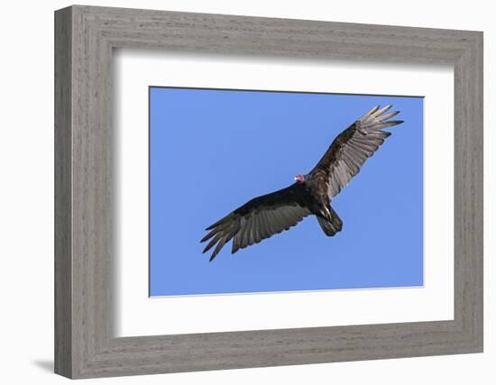 Brazil, Pantanal, Mato Grosso Do Sul. a Turkey Vulture in Flight.-Nigel Pavitt-Framed Photographic Print
