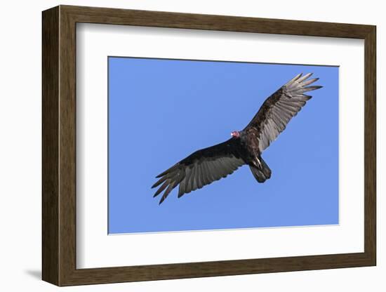 Brazil, Pantanal, Mato Grosso Do Sul. a Turkey Vulture in Flight.-Nigel Pavitt-Framed Photographic Print