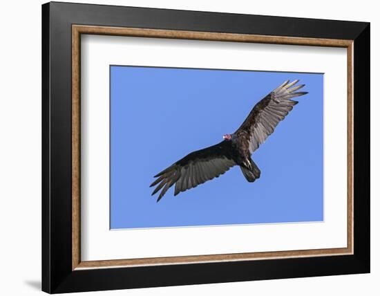 Brazil, Pantanal, Mato Grosso Do Sul. a Turkey Vulture in Flight.-Nigel Pavitt-Framed Photographic Print