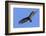 Brazil, Pantanal, Mato Grosso Do Sul. a Turkey Vulture in Flight.-Nigel Pavitt-Framed Photographic Print