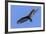 Brazil, Pantanal, Mato Grosso Do Sul. a Turkey Vulture in Flight.-Nigel Pavitt-Framed Photographic Print