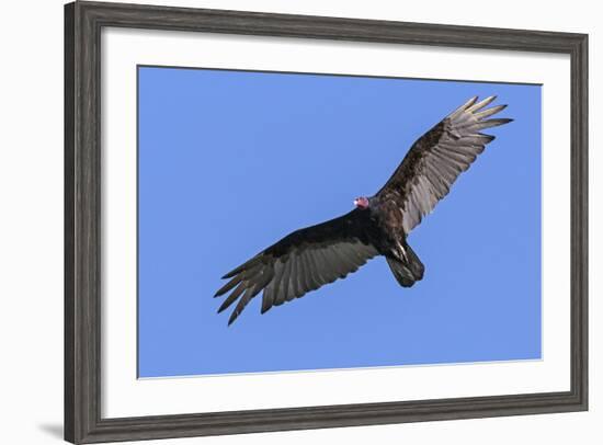 Brazil, Pantanal, Mato Grosso Do Sul. a Turkey Vulture in Flight.-Nigel Pavitt-Framed Photographic Print