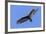 Brazil, Pantanal, Mato Grosso Do Sul. a Turkey Vulture in Flight.-Nigel Pavitt-Framed Photographic Print