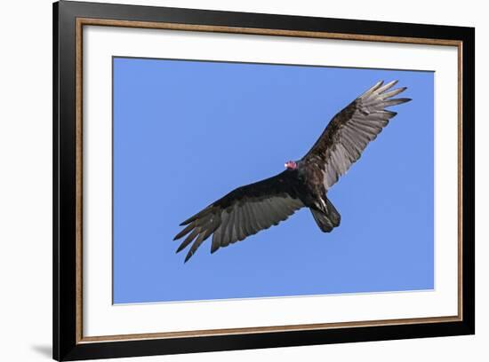 Brazil, Pantanal, Mato Grosso Do Sul. a Turkey Vulture in Flight.-Nigel Pavitt-Framed Photographic Print