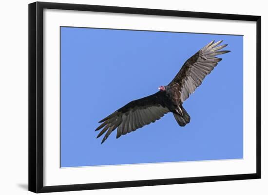 Brazil, Pantanal, Mato Grosso Do Sul. a Turkey Vulture in Flight.-Nigel Pavitt-Framed Photographic Print