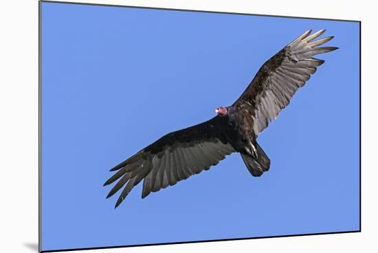 Brazil, Pantanal, Mato Grosso Do Sul. a Turkey Vulture in Flight.-Nigel Pavitt-Mounted Photographic Print