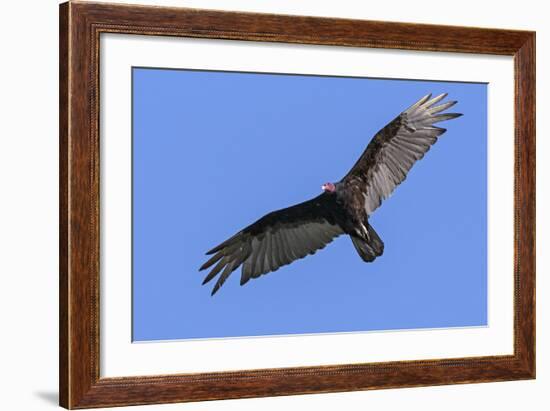 Brazil, Pantanal, Mato Grosso Do Sul. a Turkey Vulture in Flight.-Nigel Pavitt-Framed Photographic Print