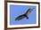 Brazil, Pantanal, Mato Grosso Do Sul. a Turkey Vulture in Flight.-Nigel Pavitt-Framed Photographic Print