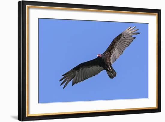 Brazil, Pantanal, Mato Grosso Do Sul. a Turkey Vulture in Flight.-Nigel Pavitt-Framed Photographic Print