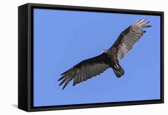 Brazil, Pantanal, Mato Grosso Do Sul. a Turkey Vulture in Flight.-Nigel Pavitt-Framed Premier Image Canvas