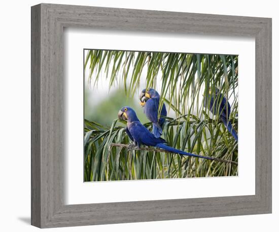 Brazil, Pantanal, Mato Grosso Do Sul. Hyacinth Macaws Roosting in a Palm.-Nigel Pavitt-Framed Photographic Print