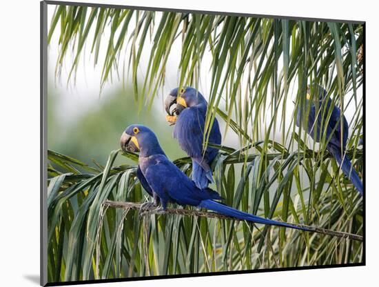 Brazil, Pantanal, Mato Grosso Do Sul. Hyacinth Macaws Roosting in a Palm.-Nigel Pavitt-Mounted Photographic Print
