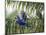 Brazil, Pantanal, Mato Grosso Do Sul. Hyacinth Macaws Roosting in a Palm.-Nigel Pavitt-Mounted Photographic Print