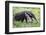Brazil, Pantanal, Mato Grosso Do Sul. the Giant Anteater or Ant Bear-Nigel Pavitt-Framed Photographic Print