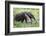 Brazil, Pantanal, Mato Grosso Do Sul. the Giant Anteater or Ant Bear-Nigel Pavitt-Framed Photographic Print