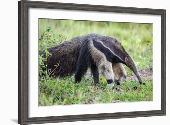 Brazil, Pantanal, Mato Grosso Do Sul. the Giant Anteater or Ant Bear-Nigel Pavitt-Framed Photographic Print