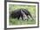 Brazil, Pantanal, Mato Grosso Do Sul. the Giant Anteater or Ant Bear-Nigel Pavitt-Framed Photographic Print