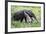 Brazil, Pantanal, Mato Grosso Do Sul. the Giant Anteater or Ant Bear-Nigel Pavitt-Framed Photographic Print