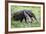 Brazil, Pantanal, Mato Grosso Do Sul. the Giant Anteater or Ant Bear-Nigel Pavitt-Framed Photographic Print