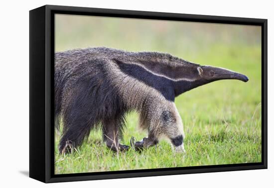 Brazil, Pantanal, Mato Grosso Do Sul. the Giant Anteater or Ant Bear-Nigel Pavitt-Framed Premier Image Canvas