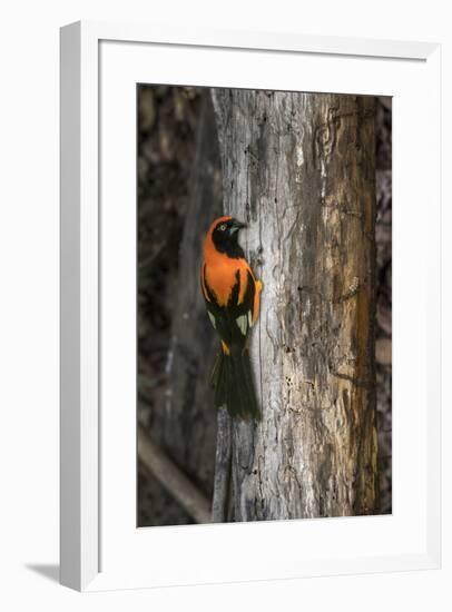 Brazil, Pantanal. Orange-backed Troupial on tree.-Jaynes Gallery-Framed Premium Photographic Print