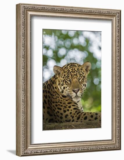 Brazil, Pantanal. Portrait of wild resting jaguar.-Jaynes Gallery-Framed Photographic Print