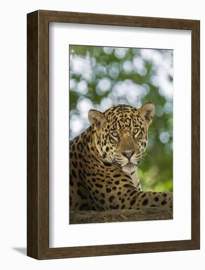 Brazil, Pantanal. Portrait of wild resting jaguar.-Jaynes Gallery-Framed Photographic Print