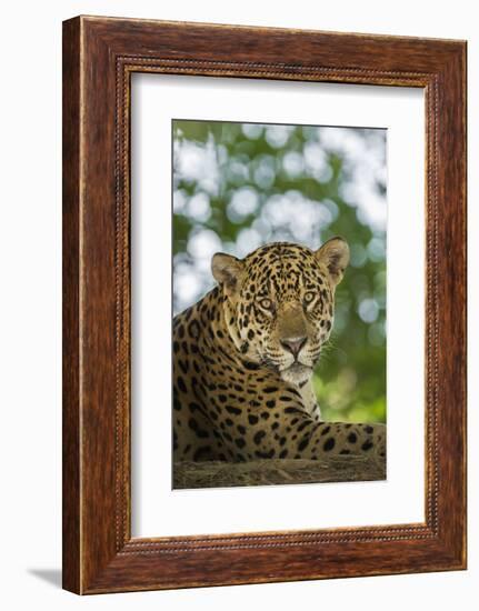 Brazil, Pantanal. Portrait of wild resting jaguar.-Jaynes Gallery-Framed Photographic Print