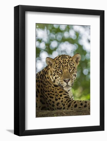 Brazil, Pantanal. Portrait of wild resting jaguar.-Jaynes Gallery-Framed Photographic Print