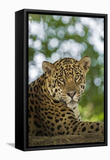 Brazil, Pantanal. Portrait of wild resting jaguar.-Jaynes Gallery-Framed Premier Image Canvas