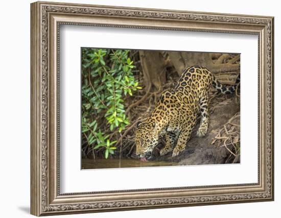 Brazil, Pantanal. Wild jaguar drinking.-Jaynes Gallery-Framed Photographic Print