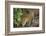 Brazil, Pantanal. Wild jaguar drinking.-Jaynes Gallery-Framed Photographic Print