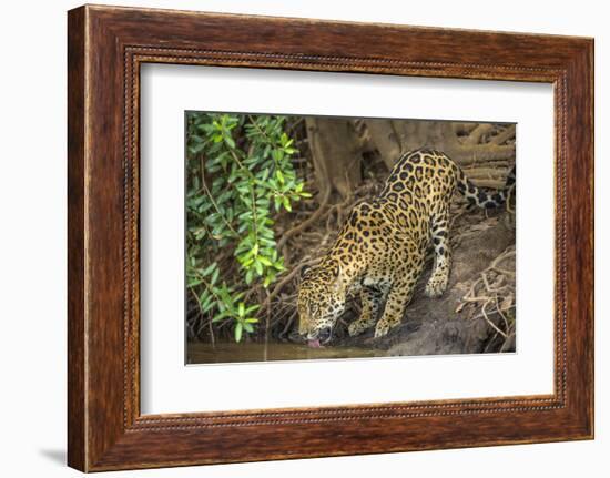 Brazil, Pantanal. Wild jaguar drinking.-Jaynes Gallery-Framed Photographic Print