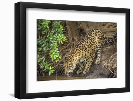 Brazil, Pantanal. Wild jaguar drinking.-Jaynes Gallery-Framed Photographic Print