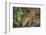 Brazil, Pantanal. Wild jaguar drinking.-Jaynes Gallery-Framed Photographic Print