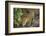 Brazil, Pantanal. Wild jaguar drinking.-Jaynes Gallery-Framed Photographic Print