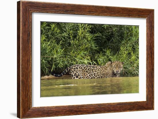 Brazil, Pantanal. Wild jaguar in water.-Jaynes Gallery-Framed Photographic Print