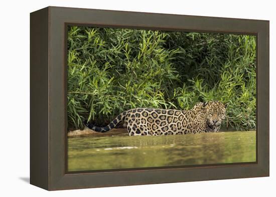 Brazil, Pantanal. Wild jaguar in water.-Jaynes Gallery-Framed Premier Image Canvas