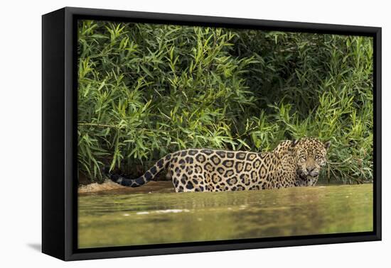 Brazil, Pantanal. Wild jaguar in water.-Jaynes Gallery-Framed Premier Image Canvas