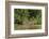 Brazil, Pantanal. Wild jaguar in water.-Jaynes Gallery-Framed Photographic Print