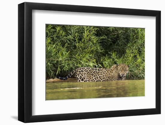 Brazil, Pantanal. Wild jaguar in water.-Jaynes Gallery-Framed Photographic Print